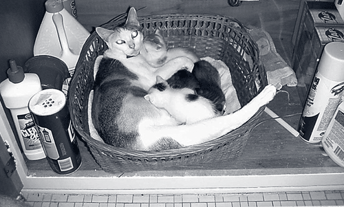 Oct01-cats.gif